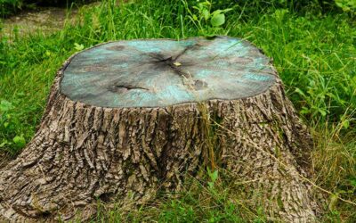 How To Make Tree Stumps Rot Faster in Loomis, CA